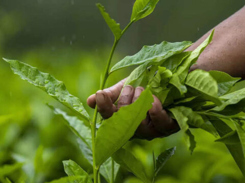 assam global warming: Assam tea planters flag effects of climate change, global warming