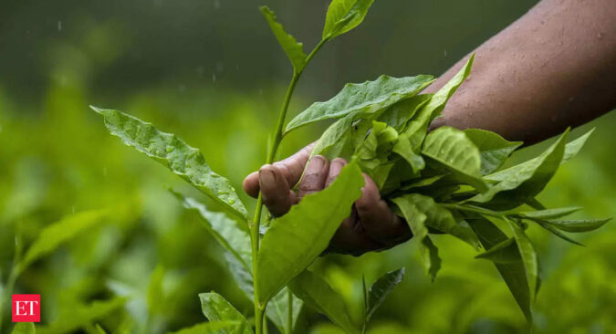 assam global warming: Assam tea planters flag effects of climate change, global warming