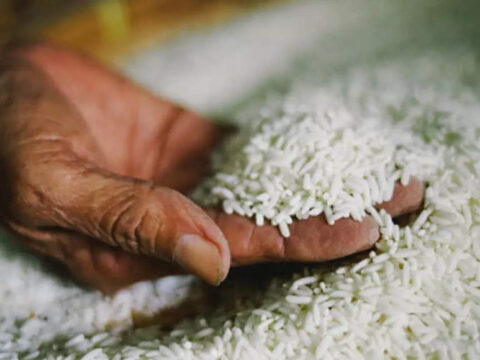 Basmati rice sales to cross Rs 50,000 crore this fiscal, says Crisil