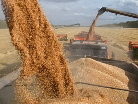 govt: Govt slashes wheat reserve price to reduce flour price