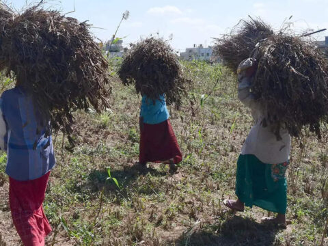 Millets to increase income of small and marginal farmers: Govt