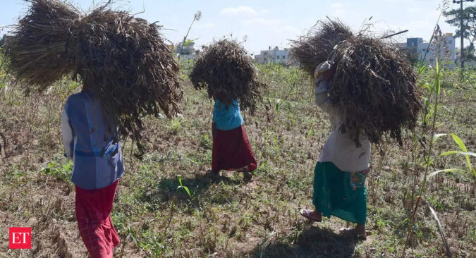 Millets to increase income of small and marginal farmers: Govt