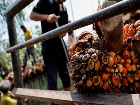 Palm Oil Exports: Indonesia's plans to restrict palm oil exports are unlikely to hit India