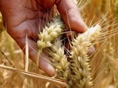 haryana: Wheat crop reaches vegetative phase in MP, parts of Punjab and Haryana