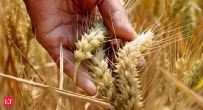 haryana: Wheat crop reaches vegetative phase in MP, parts of Punjab and Haryana