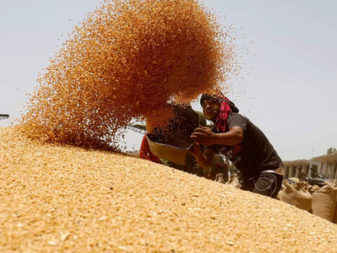 New wheat crop arrivals start in many states