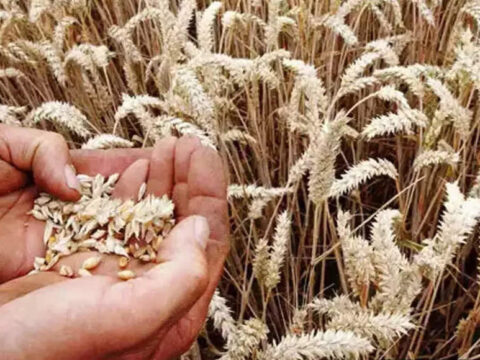 Wheat Production: Rising temperatures cast shadow on wheat production and prices, says CRISIL