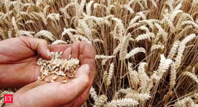 Wheat Production: Rising temperatures cast shadow on wheat production and prices, says CRISIL