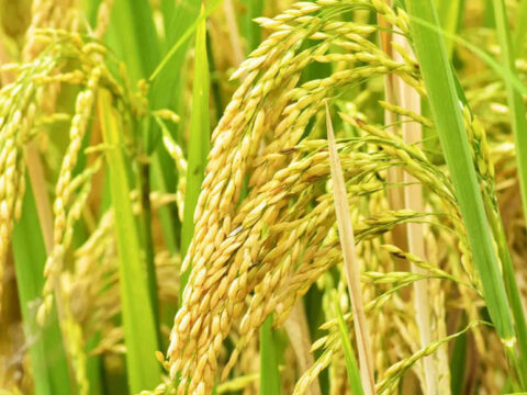 punjab: Power woes in Punjab may hurt wheat output