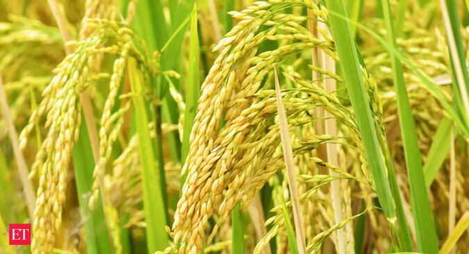 punjab: Power woes in Punjab may hurt wheat output