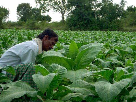 Centre allows sale of excess tobacco produced by registered growers in Karnataka