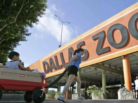 Monkeys stolen from Dallas Zoo