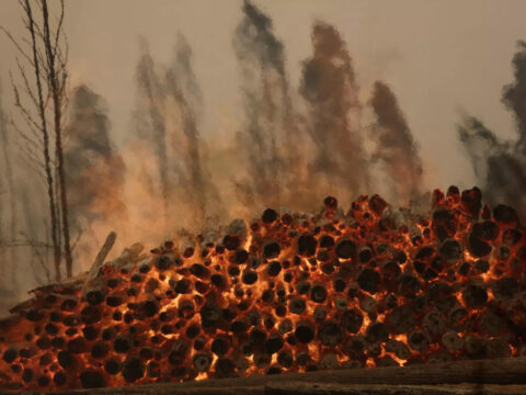 Firefighters battle dozens of wildfires in Chile, death toll at 22