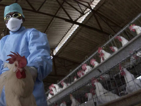 Bird flu: What are the risks to people and animals?