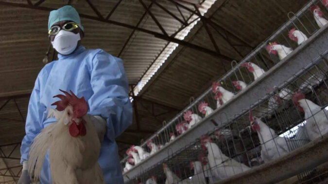 Bird flu: What are the risks to people and animals?