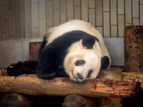 Japan bids farewell to four pandas returning to China