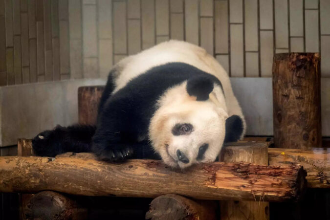 Japan bids farewell to four pandas returning to China