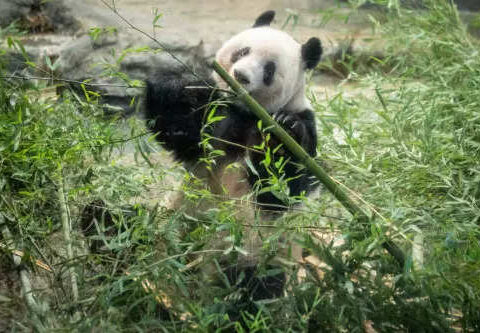 Explainer: Why does China take back its 'gifted' pandas?