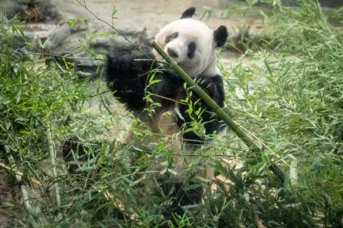 Explainer: Why does China take back its 'gifted' pandas?