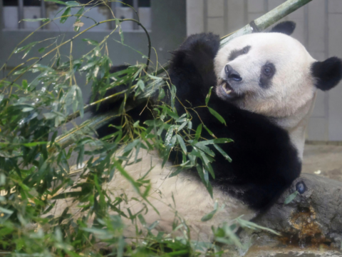 Why does China take back its ‘gifted’ pandas?