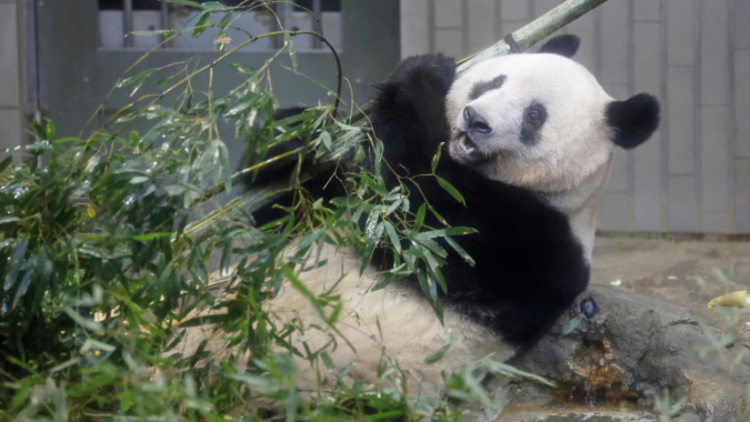 Why does China take back its ‘gifted’ pandas?