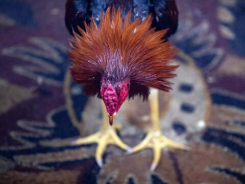 Cockfighting still a popular blood sport in southern Iraq