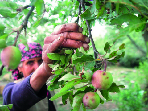 india: Demand for J&K, Himachal apples rises as Turkey quake hits supply