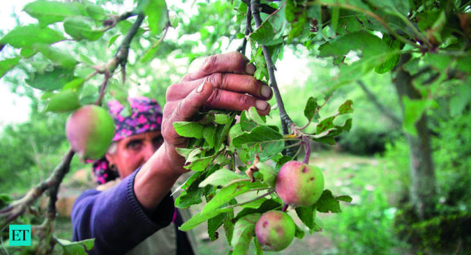 india: Demand for J&K, Himachal apples rises as Turkey quake hits supply