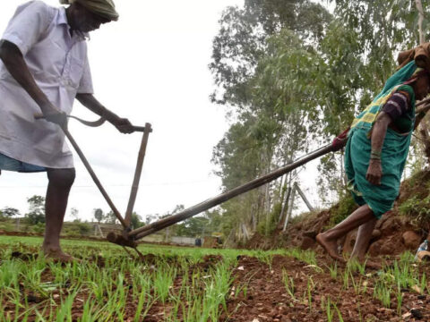 rabi crops: Inadequate rains: 15-30 pc of Rabi crops damaged in Himachal