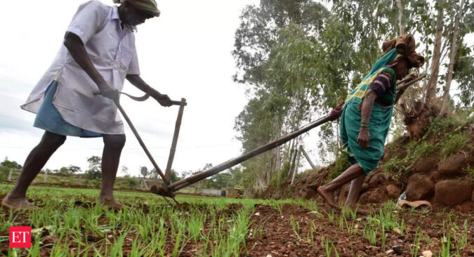 rabi crops: Inadequate rains: 15-30 pc of Rabi crops damaged in Himachal