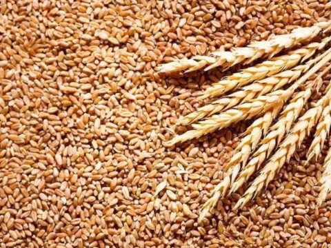 India exports wheat worth Rs 11,728.36 crore during Apr-Jan of this fiscal: Goverment