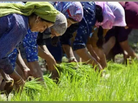 Rs 900 crore sanctioned for holistic development of agriculture sector in J-K