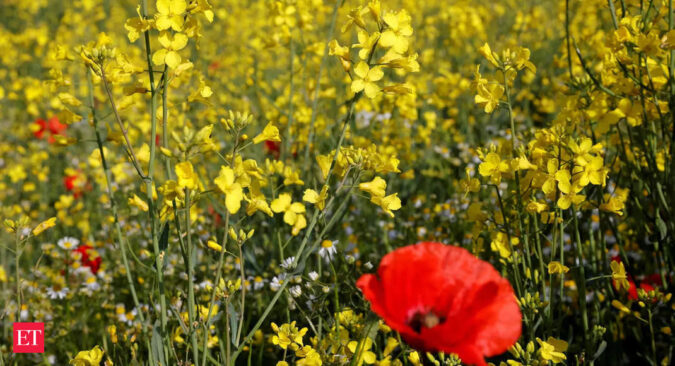 india: India likely to harvest record 11.5 million tonnes rapeseed this year: Industry body