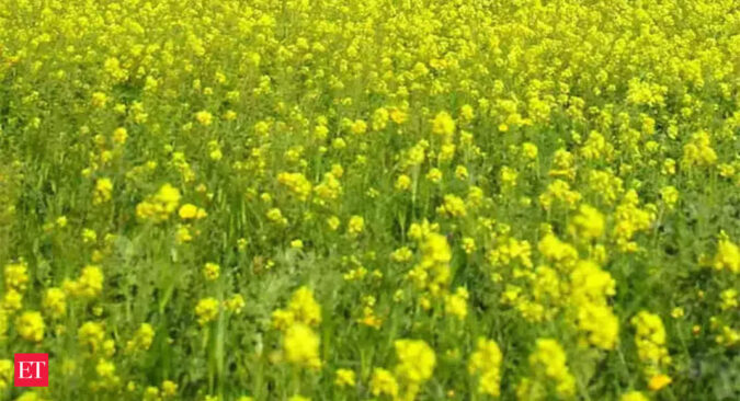 sea: India to harvest record mustard crop in 2022-23, finds SEA’s crop survey