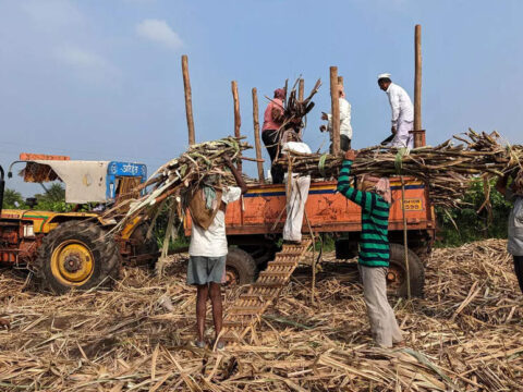 Maharashtra Sugar Mills: India's Maharashtra state to produce less sugar as mills close early