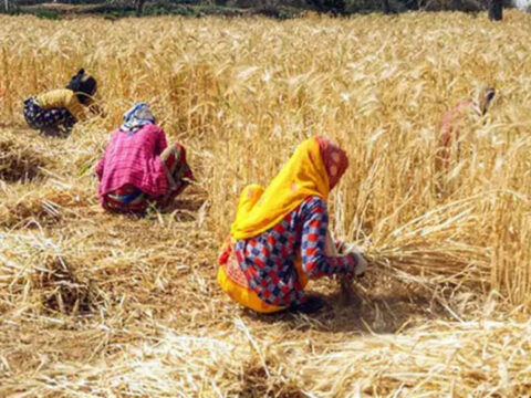 Wheat Production: Wheat procurement begins: Food ministry