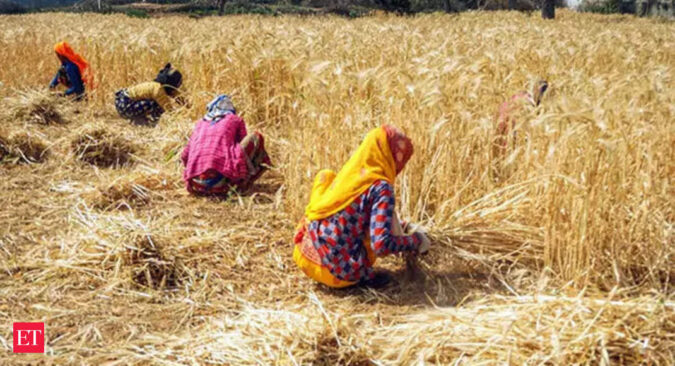 Wheat Production: Wheat procurement begins: Food ministry