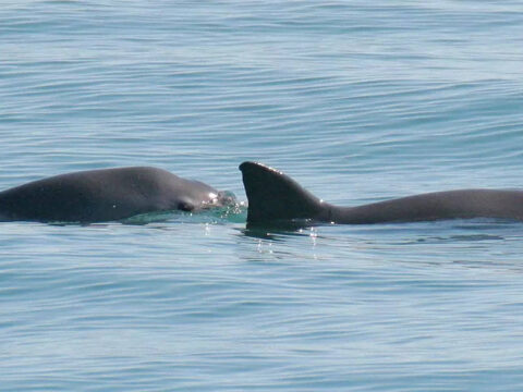 Mexico: Mexico sanctioned for not protecting endangered porpoise