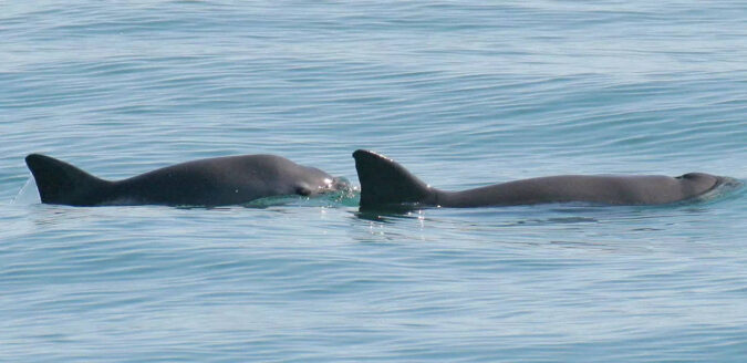 Mexico: Mexico sanctioned for not protecting endangered porpoise