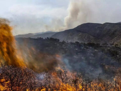 Asturias As Temperatures Hit Record Highs: Wildfires ravage Spain's Asturias as temperatures hit record highs