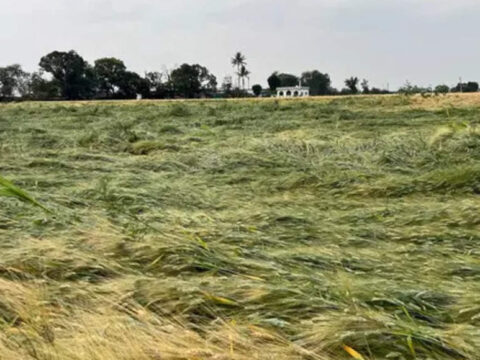 Untimely rains, hailstorm hit wheat crop over 5.23 lakh hectare; farmers stare at yield loss