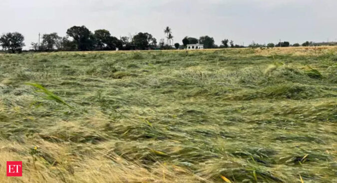 Untimely rains, hailstorm hit wheat crop over 5.23 lakh hectare; farmers stare at yield loss