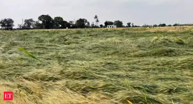 Wheat Crop: 10pc of wheat crop damaged due to untimely rains; output unlikely to decline on higher yield: Centre