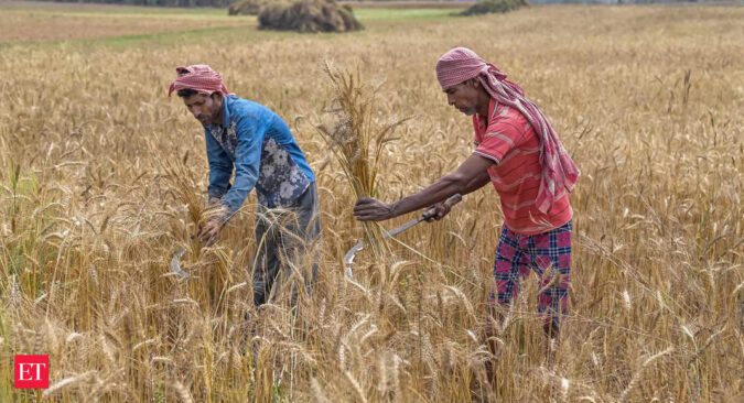 Wheat quality, not output, hit by untimely rains