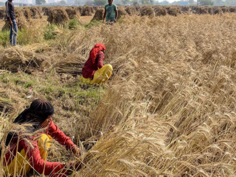 Wheat Production: Wheat crop loss likely to be 1-2 MT due to untimely rains, overall output to reach record level, says government