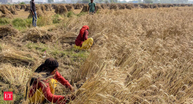 Wheat Production: Wheat crop loss likely to be 1-2 MT due to untimely rains, overall output to reach record level, says government