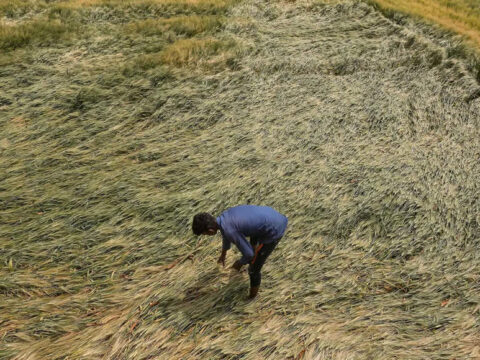 Govt hopeful of record 112 mn tonne wheat output despite damage to crop due to bad weather