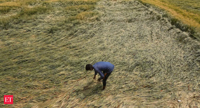 Govt hopeful of record 112 mn tonne wheat output despite damage to crop due to bad weather