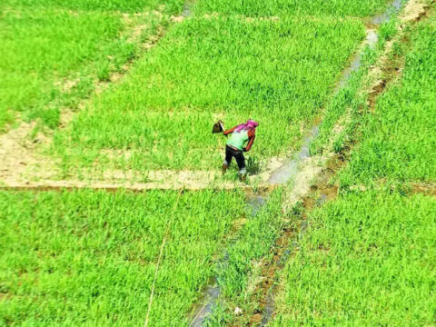 cluster farming: Govt allows 5 pvt firms for cluster farming in 50,000 hectares with Rs 750cr investment