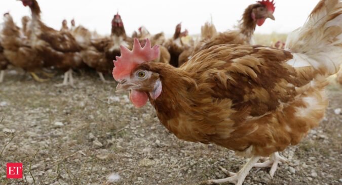 Heatwave hits India's poultry sector; prices of chicken plummets 50%